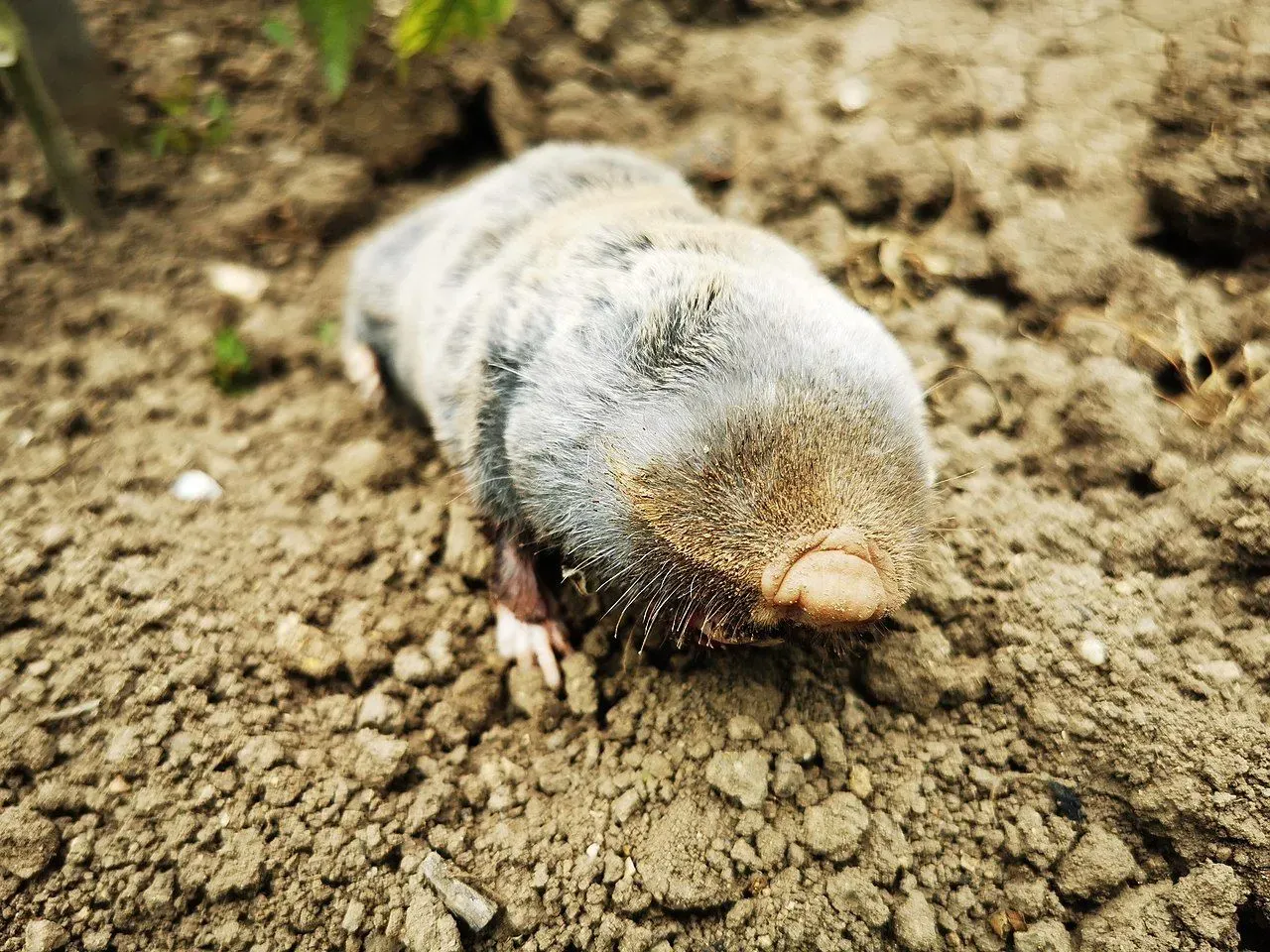 Lesser mole rats are largely underground animals and relatively small in size.