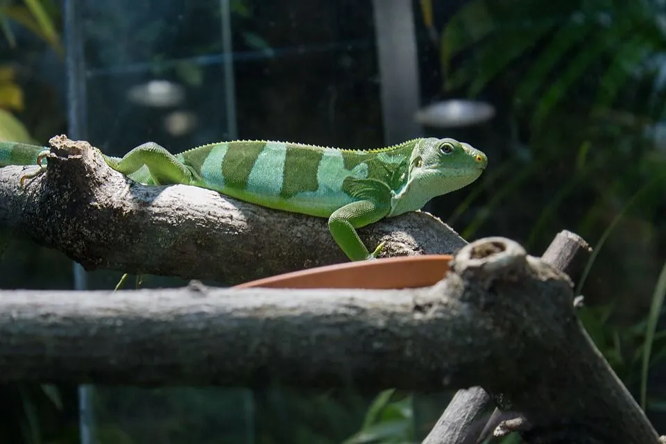 Fiji banded iguana facts are about the exotic arboreal species famous in the pet trade.