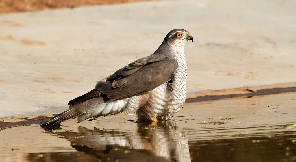 Eurasian Sparrowhawk facts about the famously called a bird of prey.