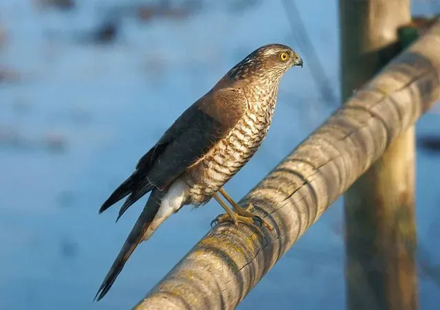 A Eurasian Sparrowhawk hunts by surprise and their prey largely consists of small birds.