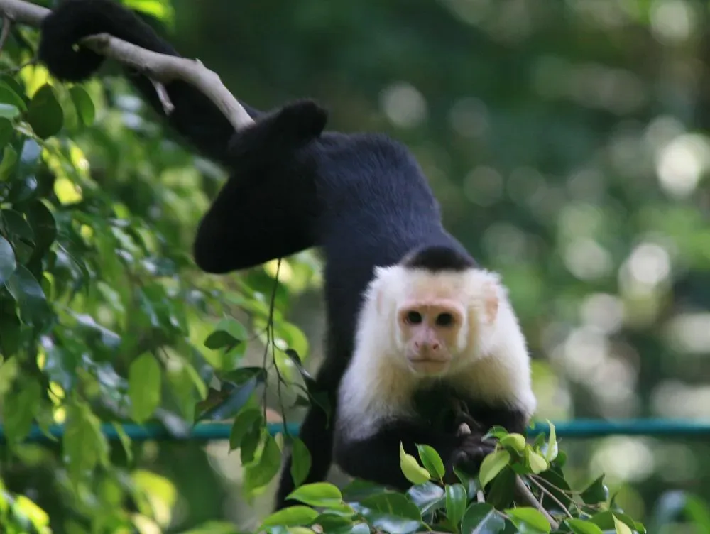 Panamanian white-faced capuchins are black and white in color.