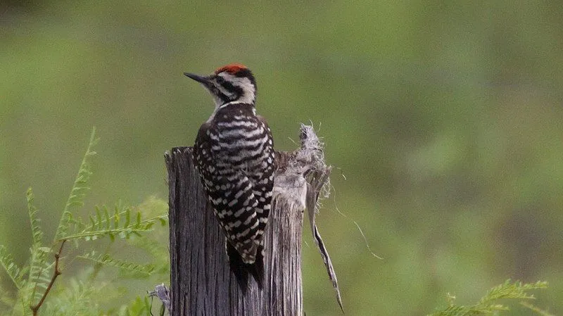 Find out more about the Ladder-backed Woodpecker.