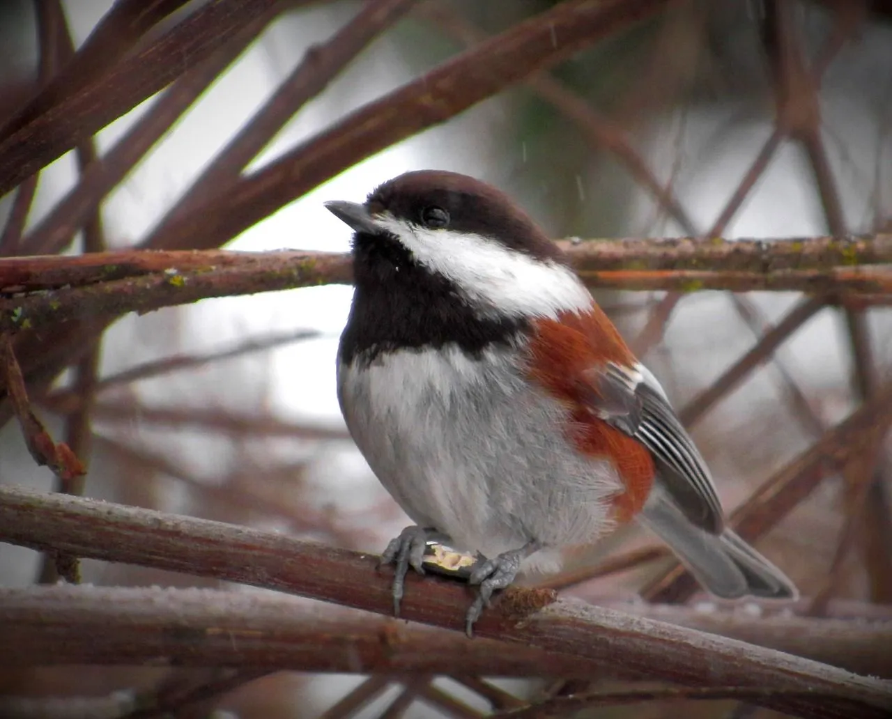 Fun Chestnut Backed Chickadee Facts For Kids