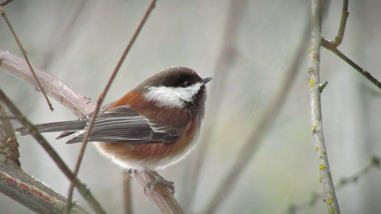 Chestnut-backed chickadees, a North American bird without migration but moves short distances for food.