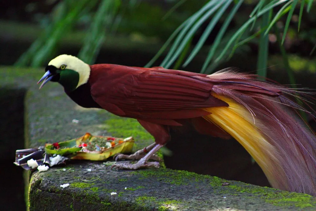 The Greater bird of paradise has fabulous plumes.