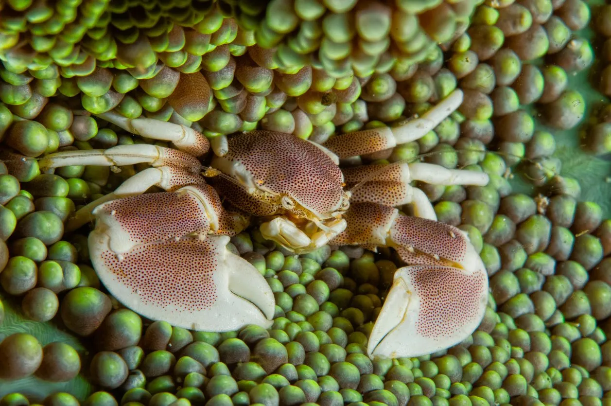 Fun Porcelain Crab Facts For Kids