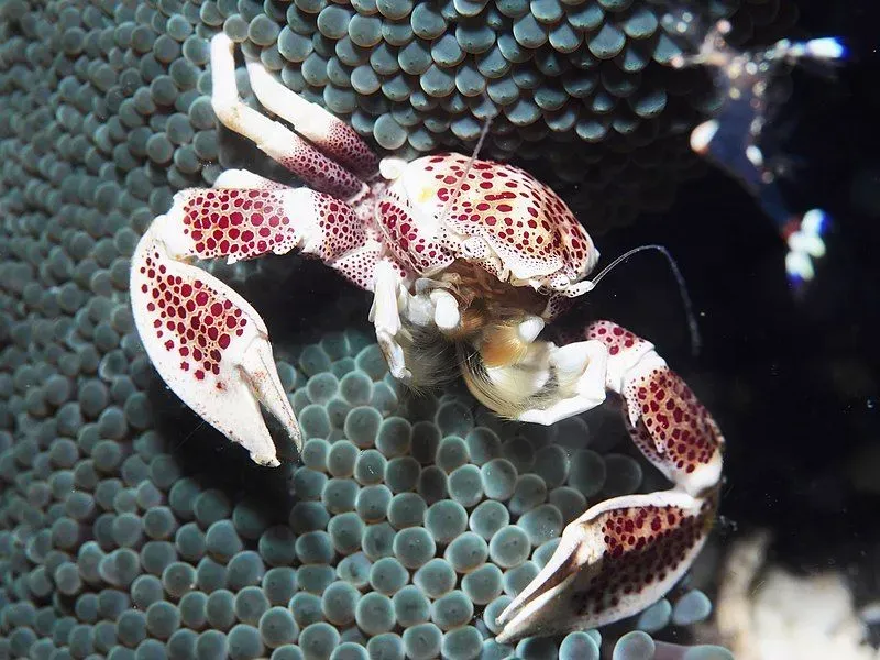 Anemone Neopetrolisthes, a crab that hides on anemone to survive.