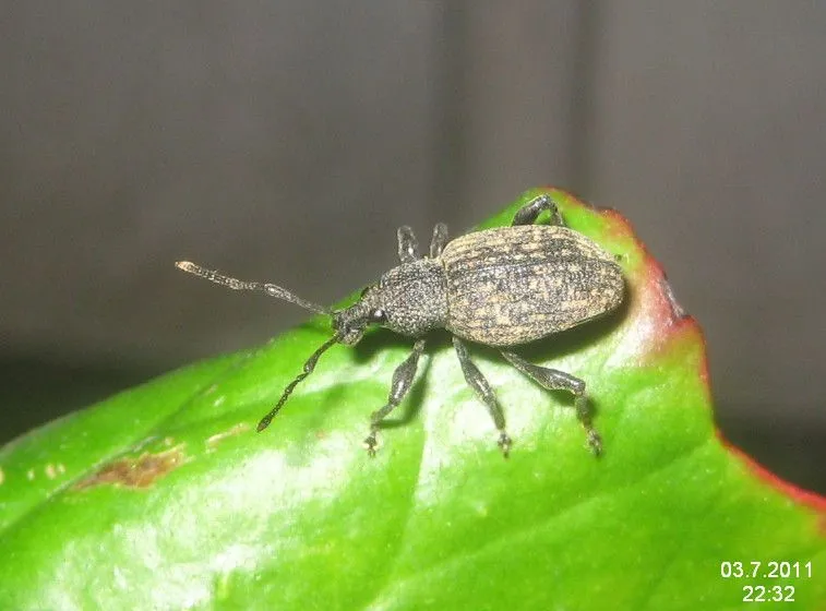 Know the damage caused by the black vine weevil.
