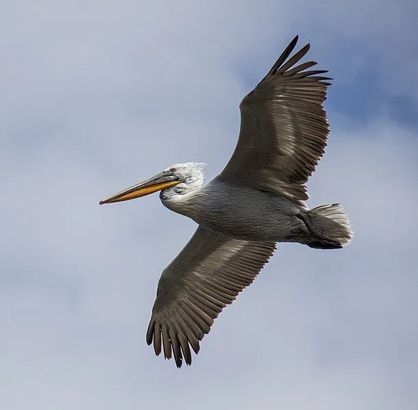 The largest of the pelican species, Dalmatian pelican facts.