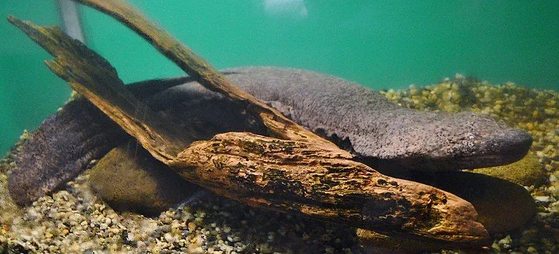 Discover a Japanese Giant salamander scary look amphibian.