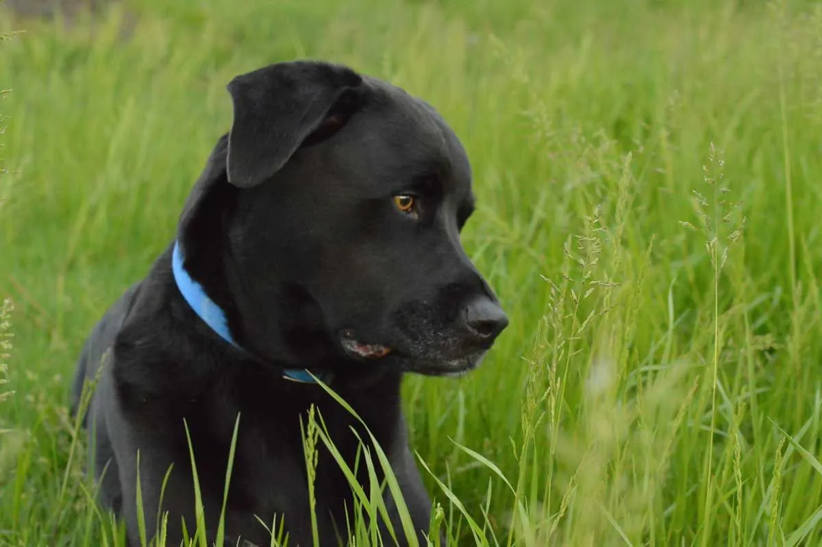 are labrabulls dangerous