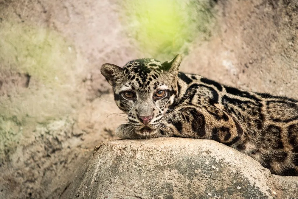 domestic cats that look like clouded leopards
