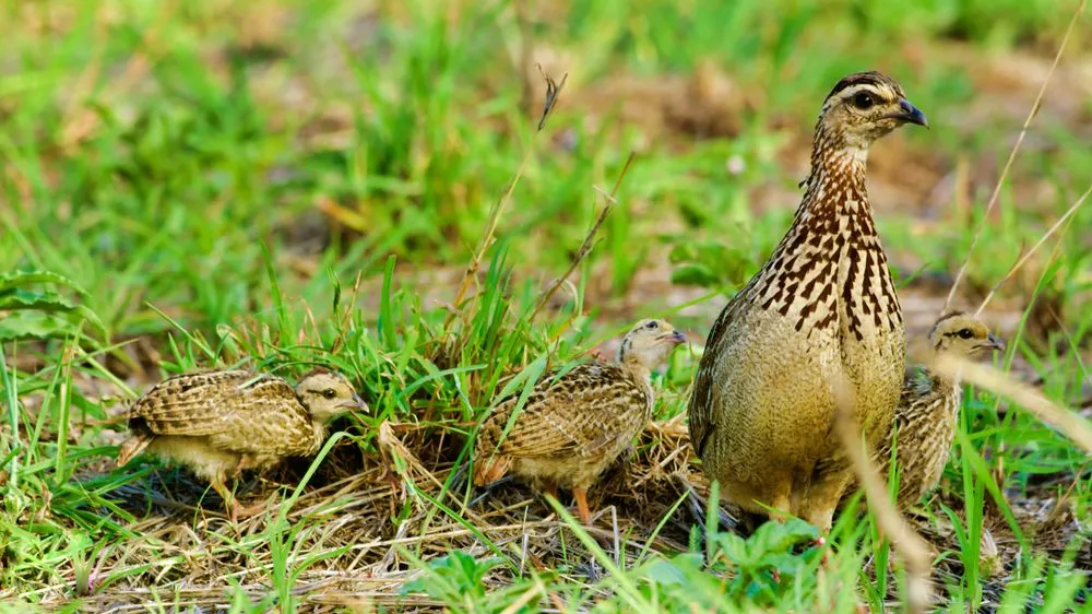 The female harlequin quail is found to be pale brown with less strokes of black.