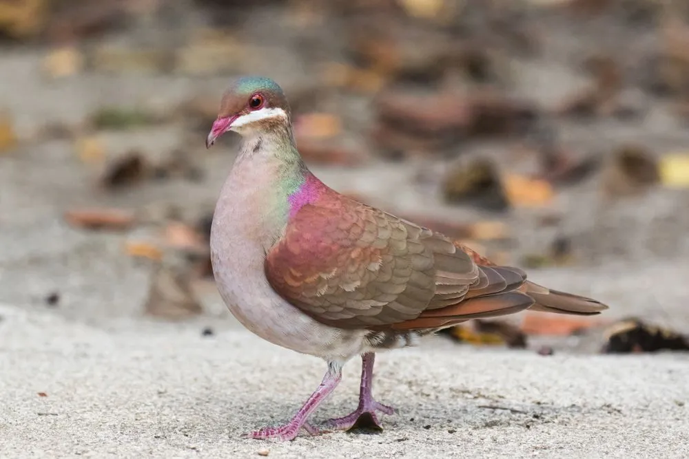 Did You Know? XX Incredible Key West Quail-Dove Facts