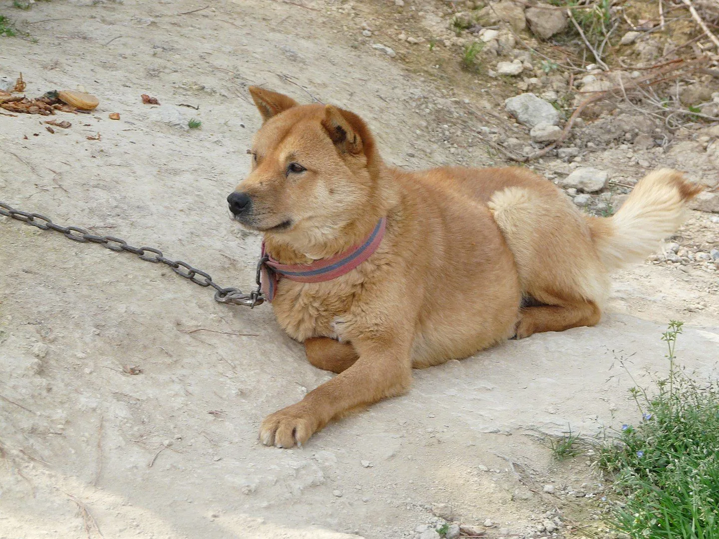 is jindo a good family dog