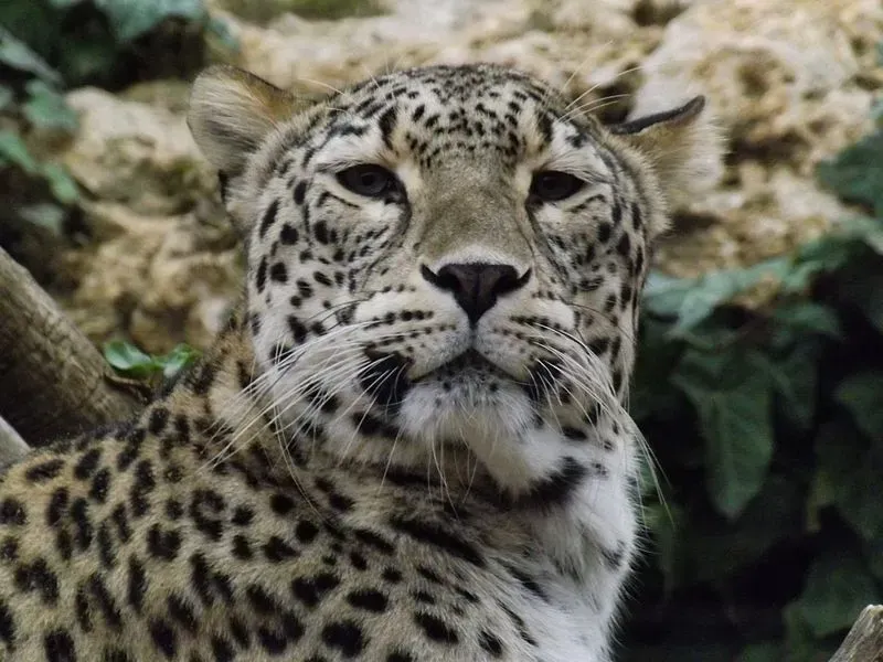 A Persian leopard is considered an intelligent animal compared to lions, tigers, and jaguars.
