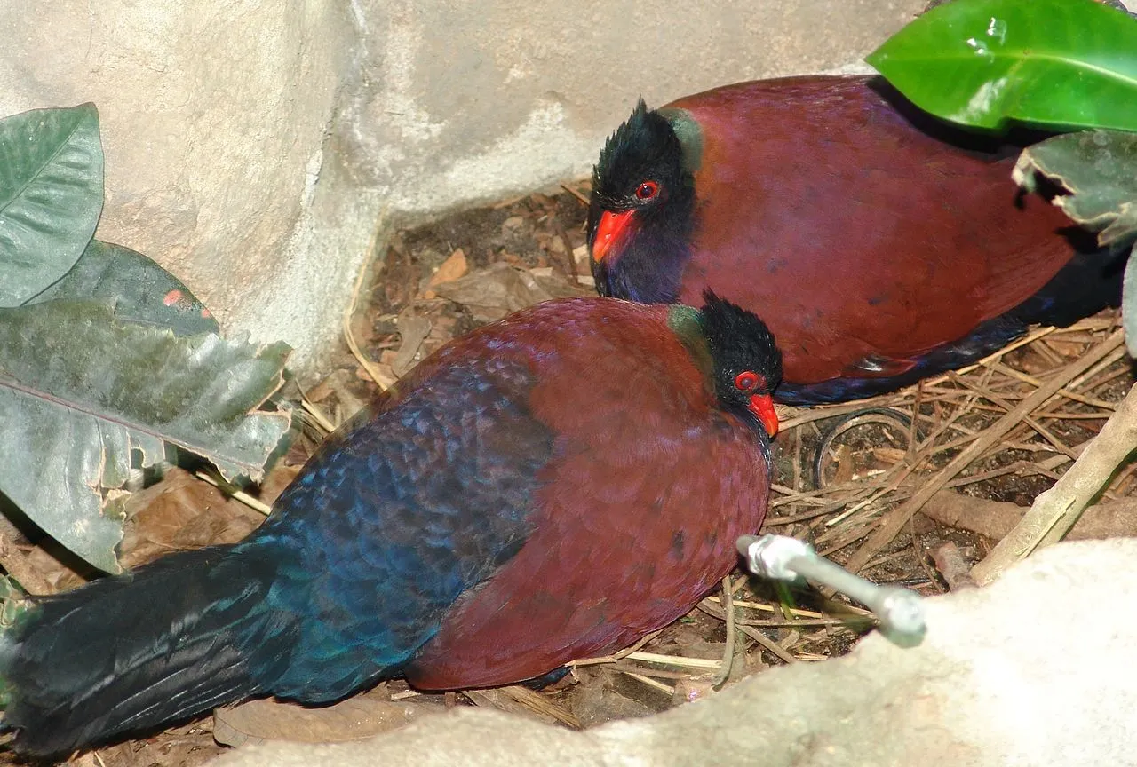 Pheasant pigeon, a soft and gentle bird, is of the same size as that of a chicken.