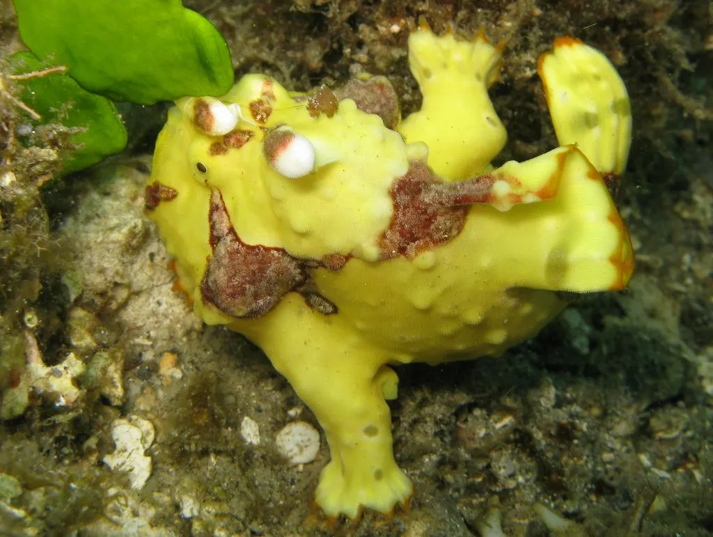 Warty Frogfish changes its color to camouflage in the surroundings.