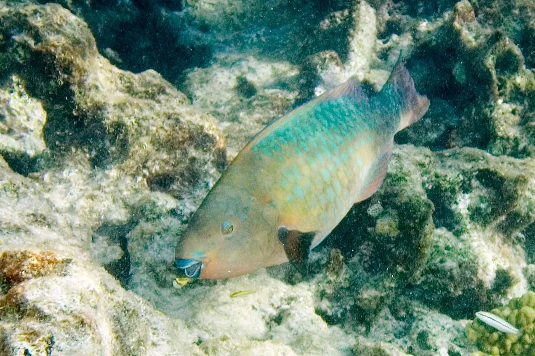 Rainbow parrotfish, meet the attractive, green-orange, rare fish.