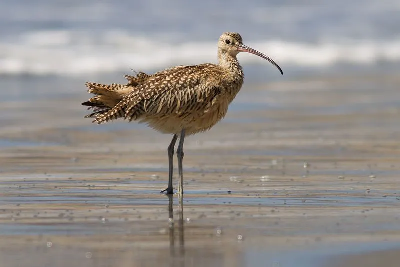 Fun Long-billed Curlew Facts For Kids