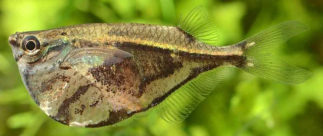 Hatchetfish gets its name because of its belly that is shaped like a hatchet.