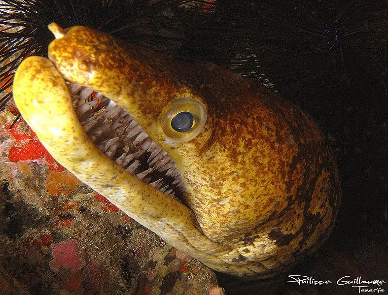 The Fangtooth moray eel is a dangerous predator.