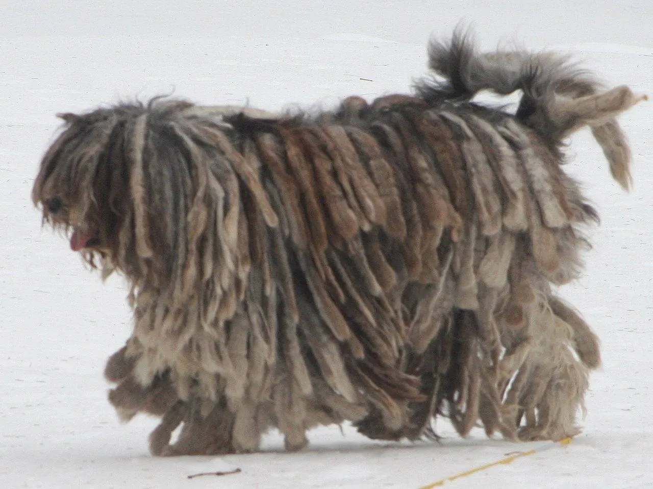 Bergamasco dreadlock is made up of dog hair, goat hair, and wool for protection from extreme cold.