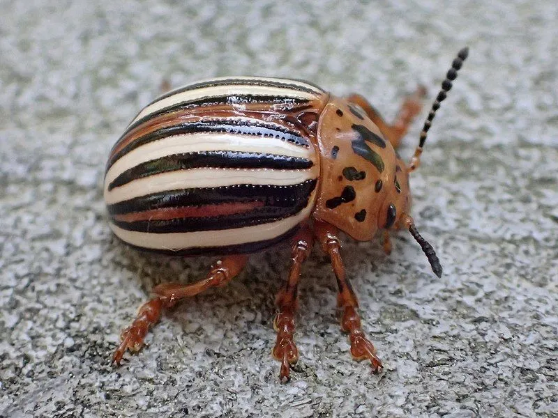 Insect enthusiasts would love to read false potato beetle facts.