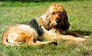 The Otterhound coat is usually tan-colored.