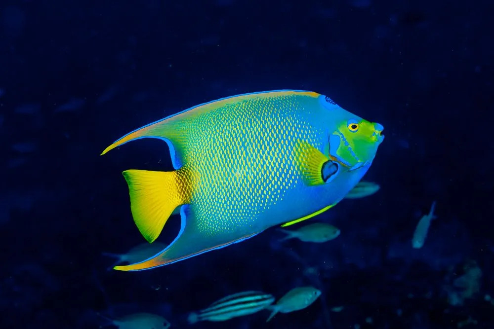 Blue Angelfish saltwater fish species can do well in captive environments.