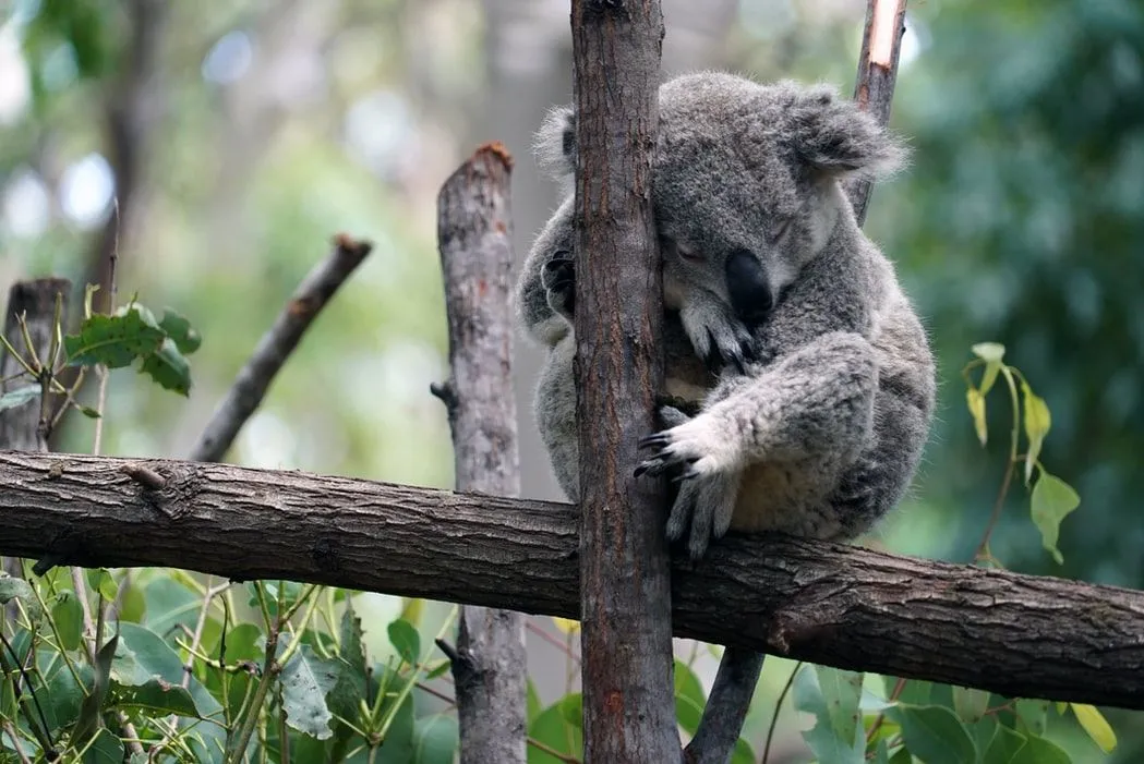 Koalas have a scent gland which helps them mark territories and share positions in the jungle.
