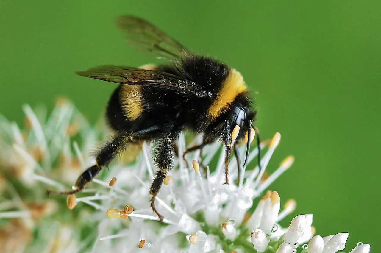 Apart from mostly being yellow and black, bumblebees have grey and white stripes on their lower abdomen.