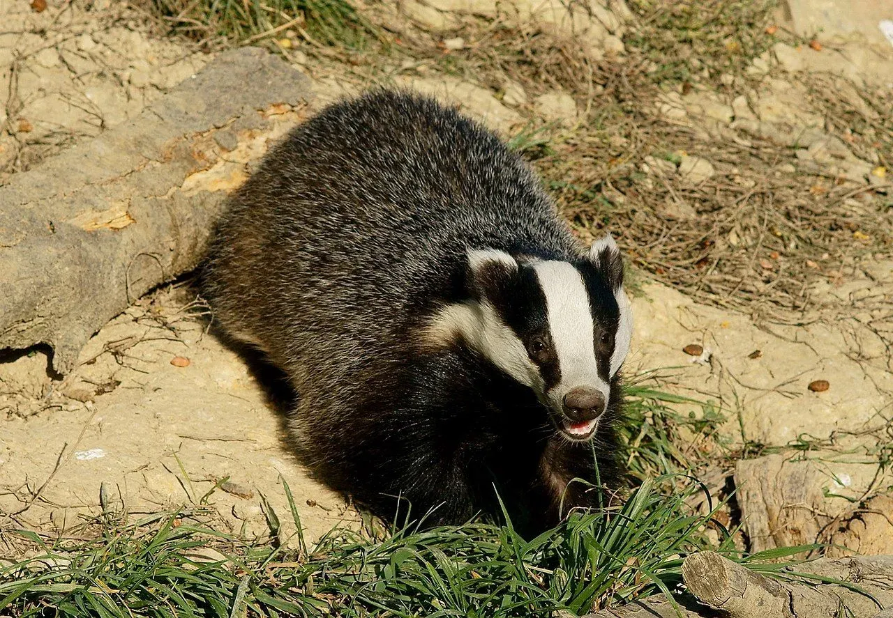 These badger groups communicate by postures, actions, and vocals.