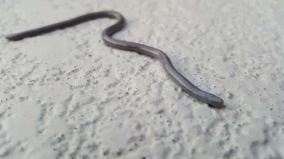 The brahminy blind snake or flowerpot snake looks quite similar to an earthworm in terms of appearance.