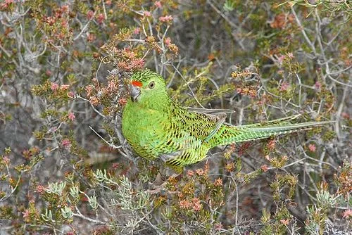 Ground parrots have orange-red bands on the forehead.