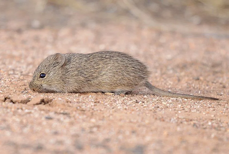 Cotton Rat habitat is widespread across North America and South America.