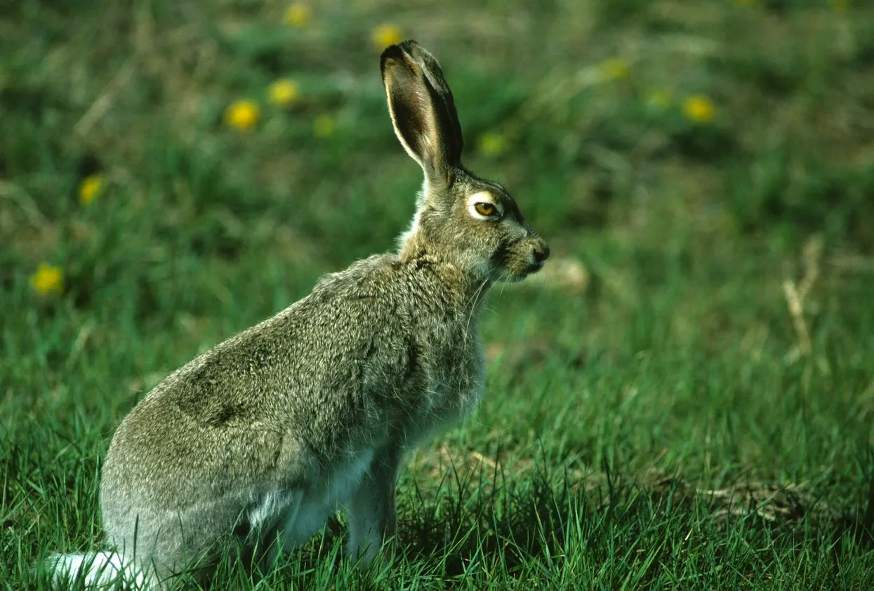 Learn about this species of hare with the white-tailed jackrabbit facts.