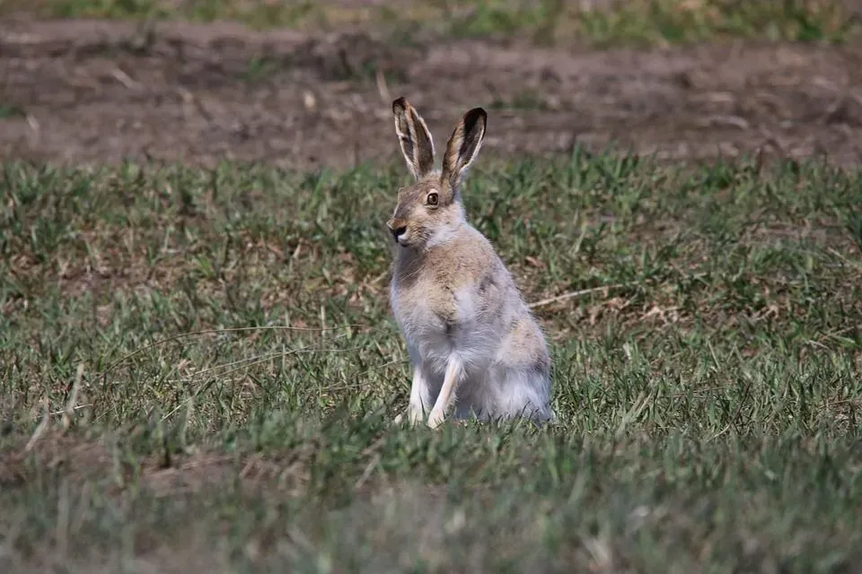 A white-tailed jackrabbit posing among the grass.