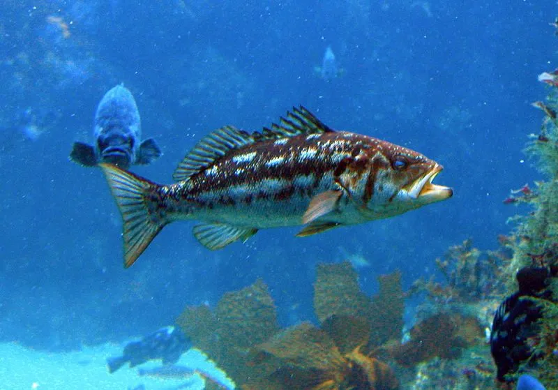 Large Kelp Bass primarily eat small fishes like small surfperch and anchovies.