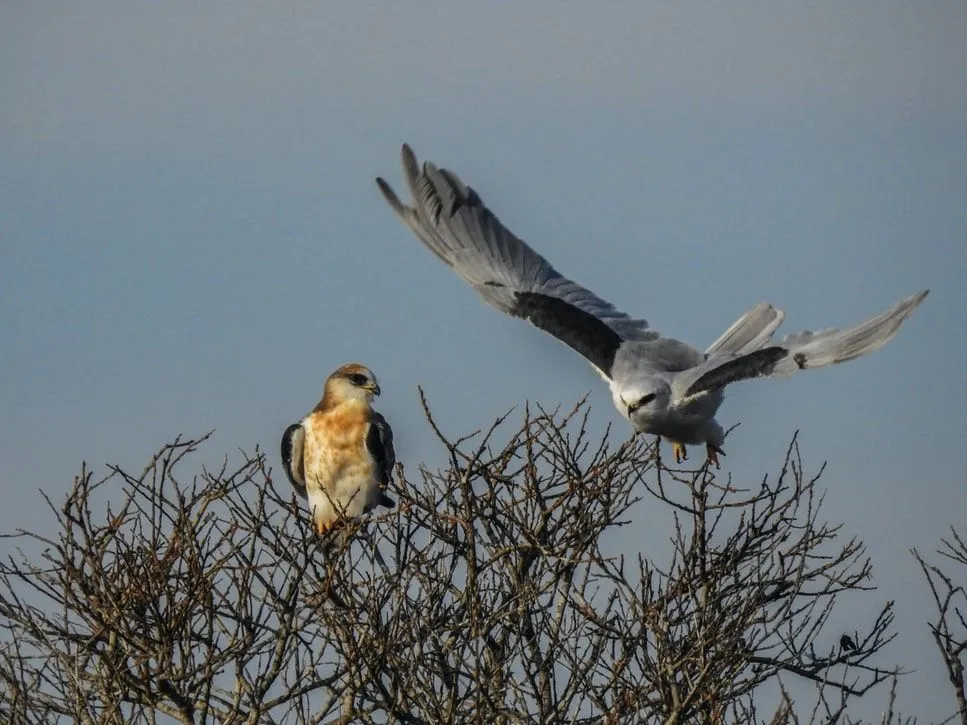 The white-tailed kite has a close resemblance to a hawk.