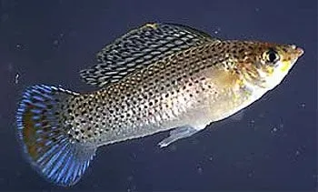 Sailfin Molly's most abundant species is the one with orange-colored dorsal fins.