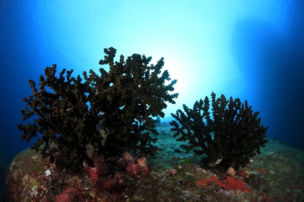 Black coral facts about the deep-dwelling coral species.