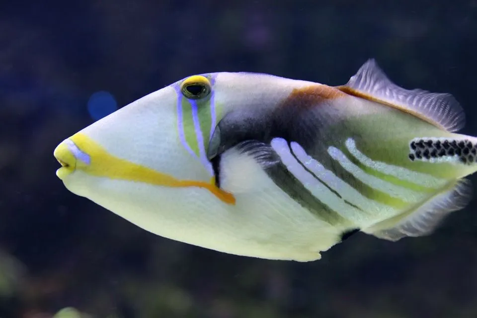 Triggerfish have a hard spine dorsal fin that can be locked.