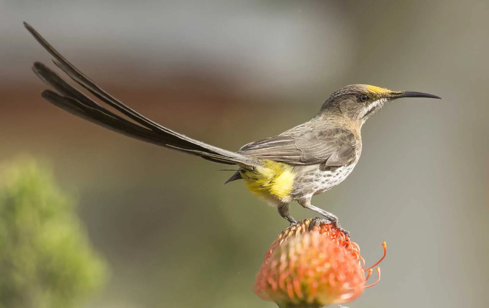 Sugarbird facts The sugarbird is one of the eight species of birds that are related to the provinces of Fynbos biome in the Eastern and Western Cape of South Africa