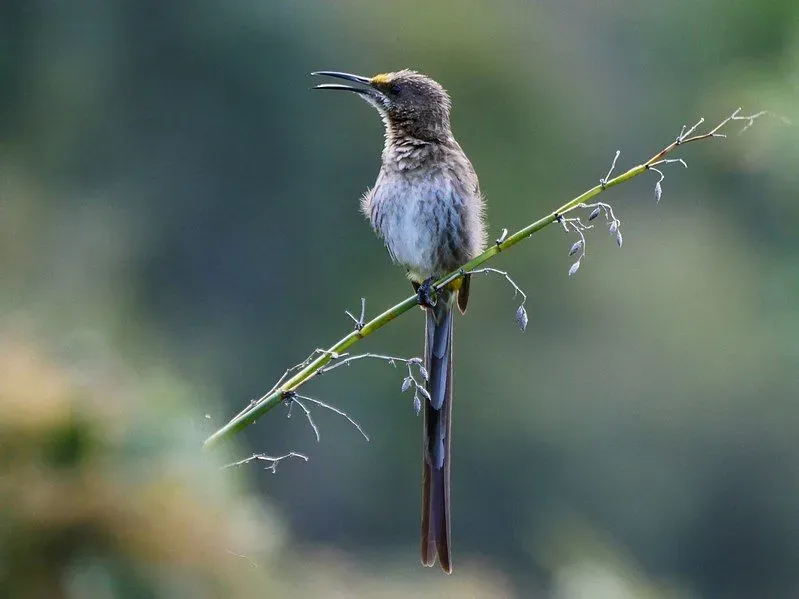 A female Cape sugarbird has a shorter bill and tail than a male.