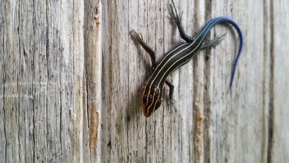 Fun Striped Skink Facts For Kids