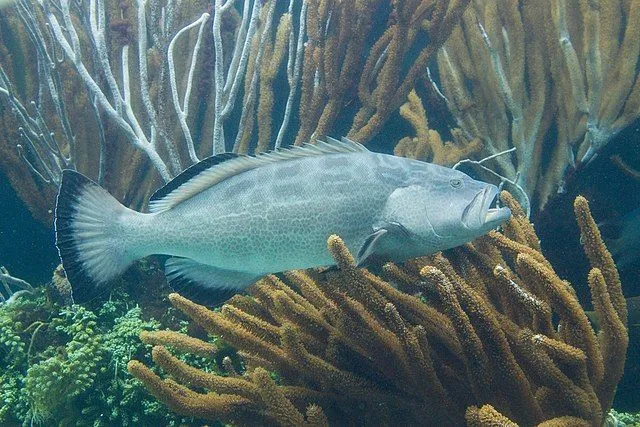 Black groupers are found in the Western Atlantic region
