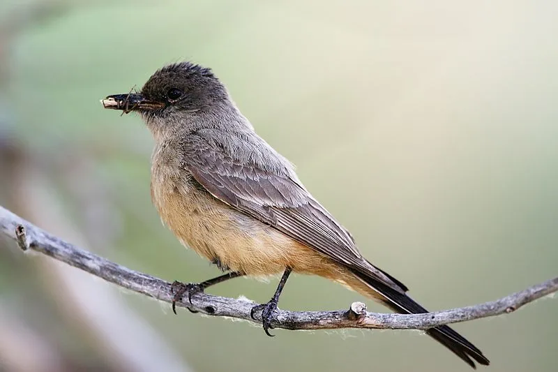 Say's Phoebe facts about the North American nesting bird from family Tyrannidae.