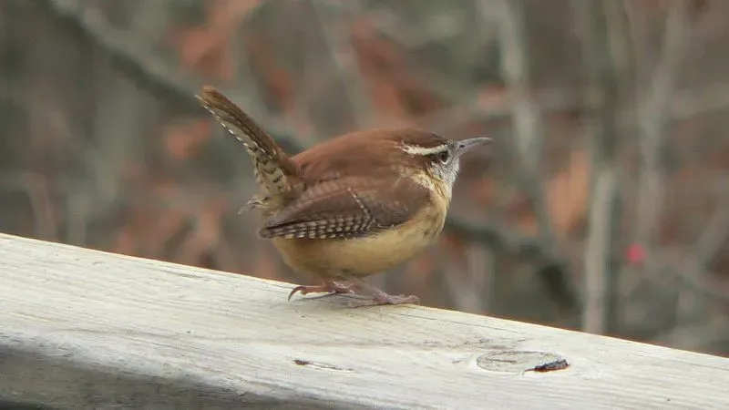Carolina wrens call loudly to defend their territory and keep other birds away.