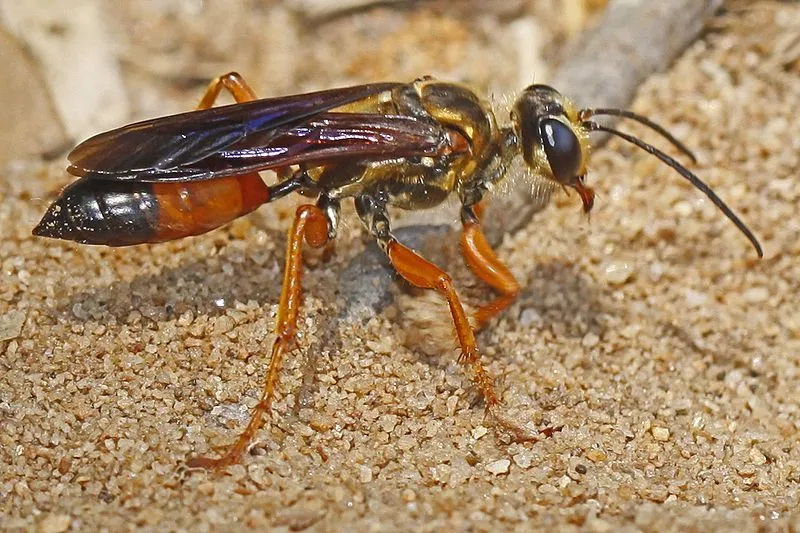 The great golden digger wasp is thread-waisted and leads a solitary life.
